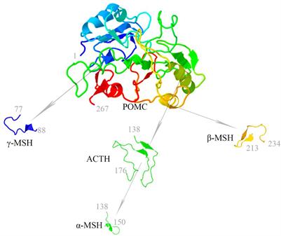 Melanocortin System in Kidney Homeostasis and Disease: Novel Therapeutic Opportunities